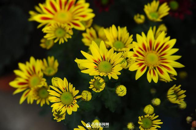 青岛花市初冬卖得火 温室花朵娇艳欲滴