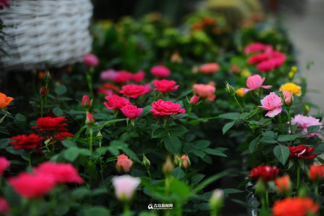 青岛花市初冬卖得火 温室花朵娇艳欲滴