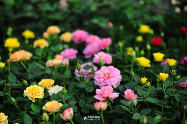 青岛花市初冬卖得火 温室花朵娇艳欲滴