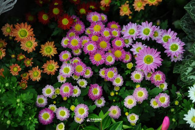 青岛花市初冬卖得火 温室花朵娇艳欲滴