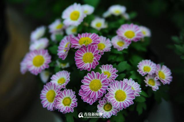 青岛花市初冬卖得火 温室花朵娇艳欲滴