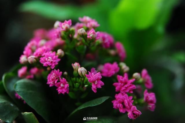 青岛花市初冬卖得火 温室花朵娇艳欲滴