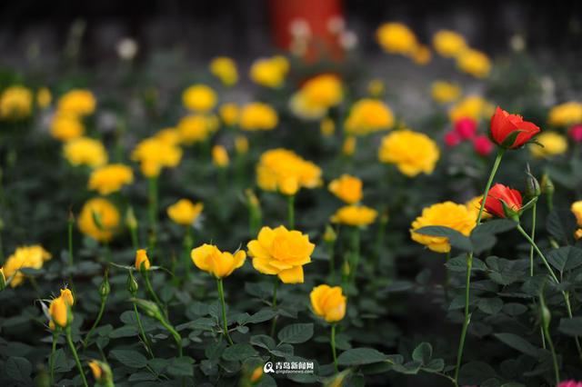 青岛花市初冬卖得火 温室花朵娇艳欲滴