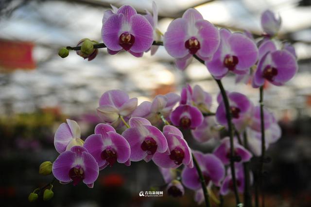 青岛花市初冬卖得火 温室花朵娇艳欲滴