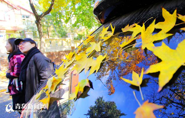 高清:上帝打翻了调色盘 青岛老城区赏秋正当时