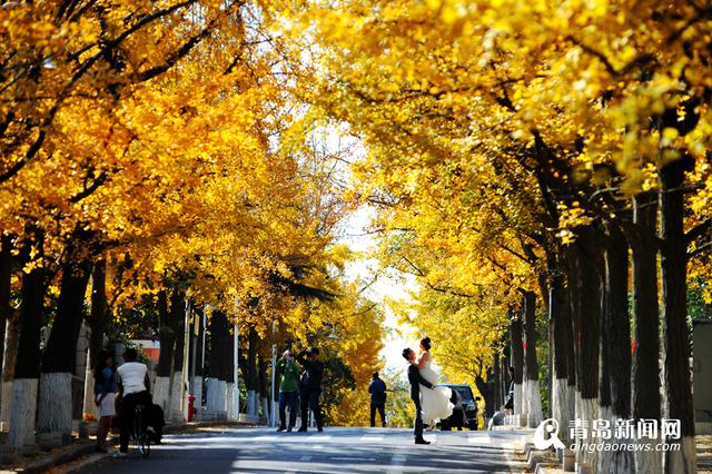 高清:上帝打翻了调色盘 青岛老城区赏秋正当时