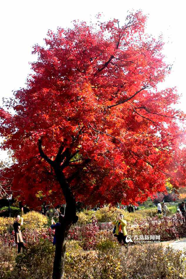 高清:中山公园的红叶'疯'了 色彩斑斓满枝头