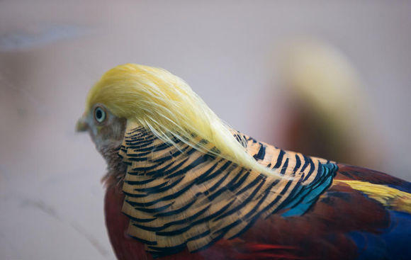 杭州动物园内山鸡走红 因发型酷似特朗普(图)