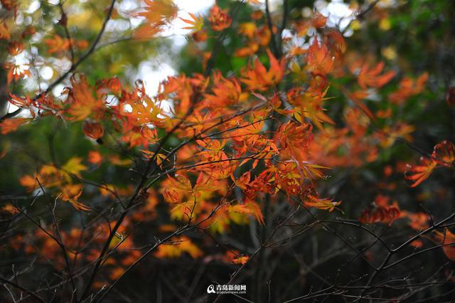 高清：崂山太清宫 百岁古枫树开启彩叶模式