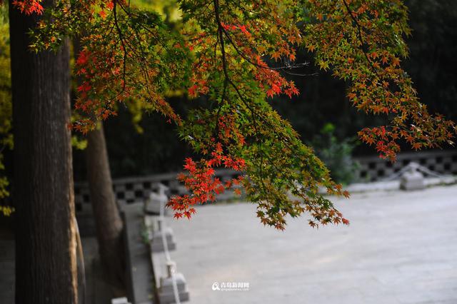高清：崂山太清宫 百岁古枫树开启彩叶模式