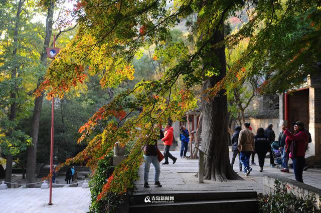 高清：崂山太清宫 百岁古枫树开启彩叶模式