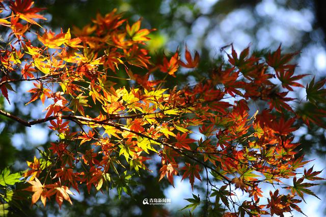 高清：崂山太清宫 百岁古枫树开启彩叶模式