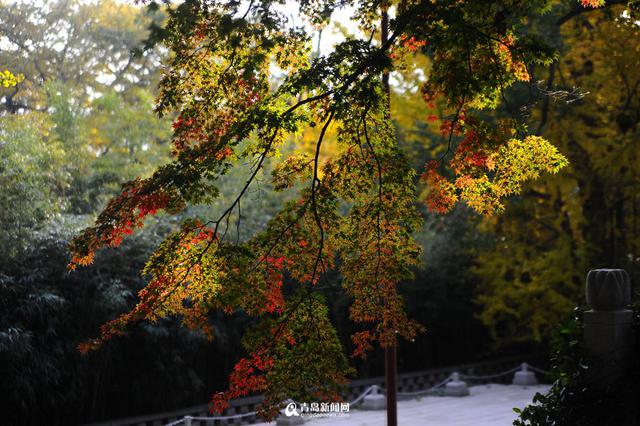 高清：崂山太清宫 百岁古枫树开启彩叶模式