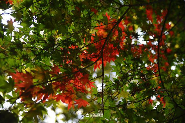 高清：崂山太清宫 百岁古枫树开启彩叶模式