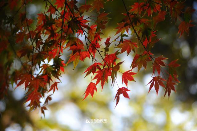 高清：崂山太清宫 百岁古枫树开启彩叶模式