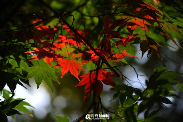 高清：崂山太清宫 百岁古枫树开启彩叶模式
