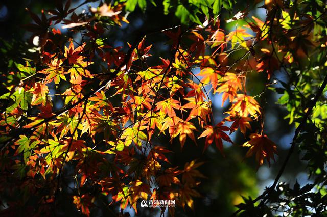 高清：崂山太清宫 百岁古枫树开启彩叶模式