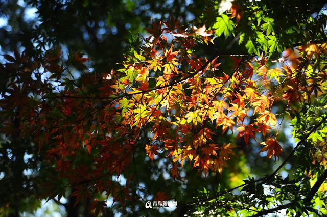 高清：崂山太清宫 百岁古枫树开启彩叶模式