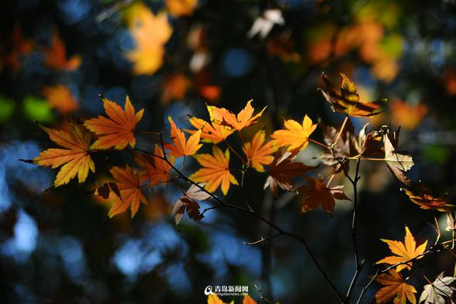 高清：崂山太清宫 百岁古枫树开启彩叶模式