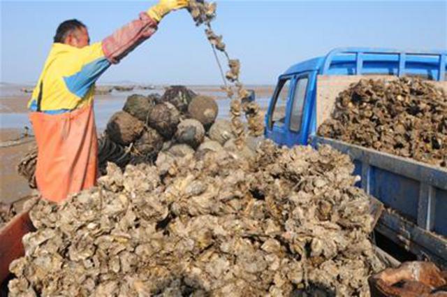 头茬海蛎子上岸 一条渔船一天收获5000斤 头茬海蛎子上岸 一条渔船一天收获5000斤