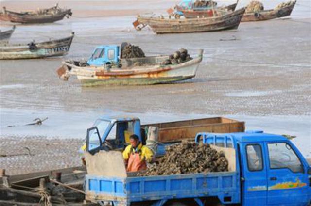 头茬海蛎子上岸 一条渔船一天收获5000斤 头茬海蛎子上岸 一条渔船一天收获5000斤