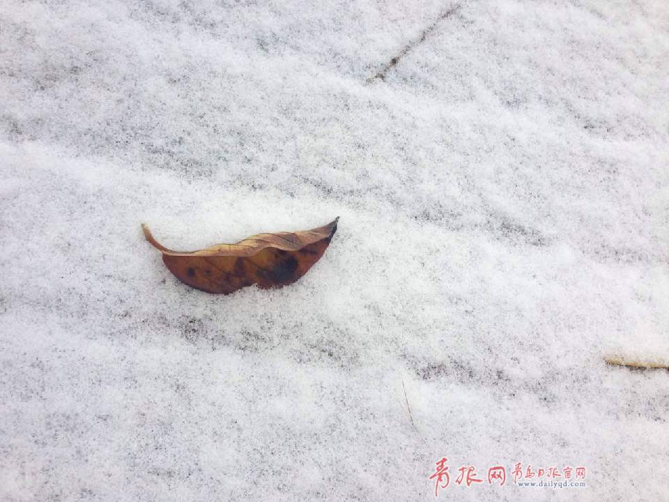 组图：终于等到你！青岛今冬初雪轻盈且神秘