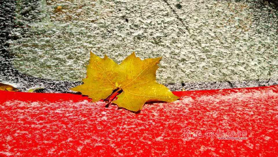 组图：终于等到你！青岛今冬初雪轻盈且神秘