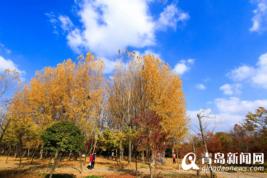 高清：山科大初冬美景 这样的校园美得像油画