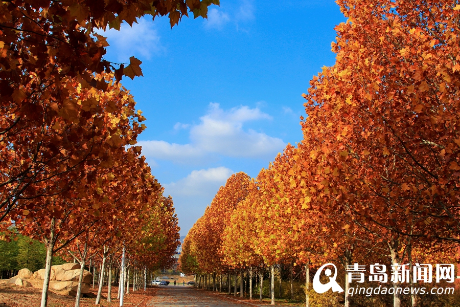 高清：山科大初冬美景 这样的校园美得像油画