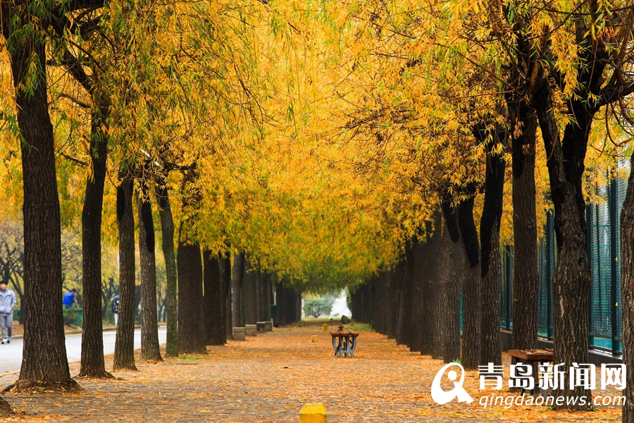 高清：山科大初冬美景 这样的校园美得像油画