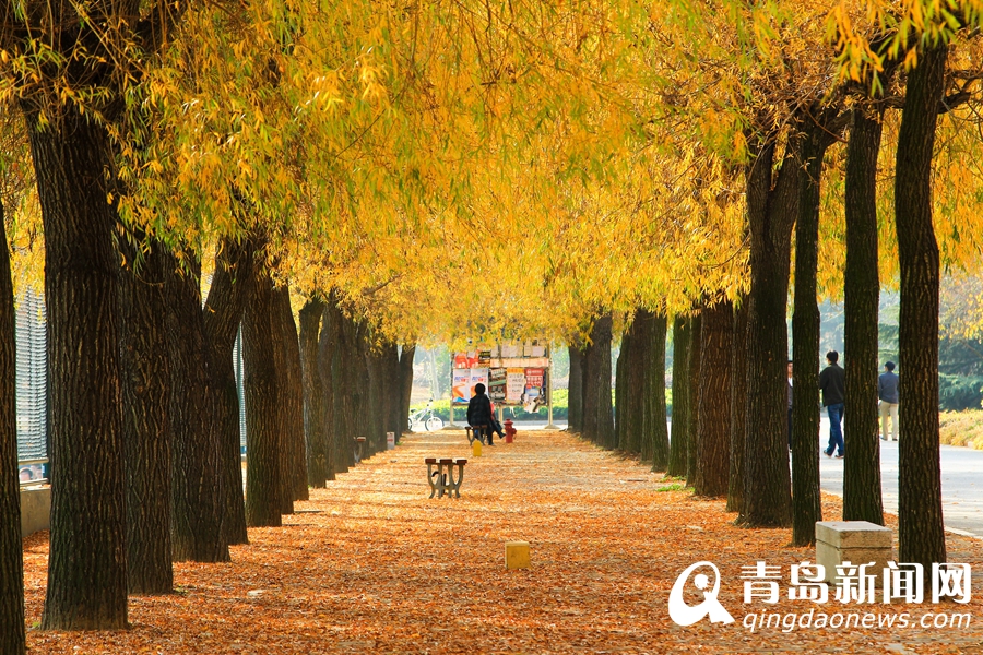 高清：山科大初冬美景 这样的校园美得像油画