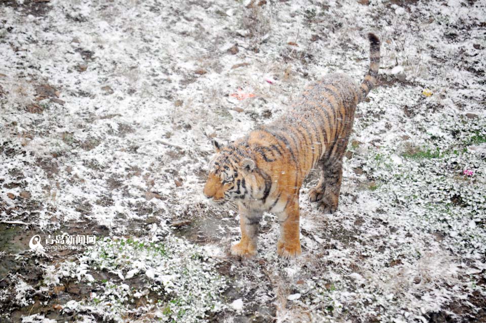 高清：黄岛降下大雪 东北虎雪地撒欢high翻天