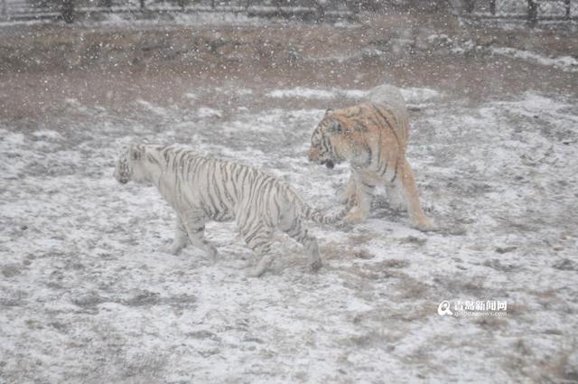 高清：黄岛降下大雪 东北虎雪地撒欢high翻天