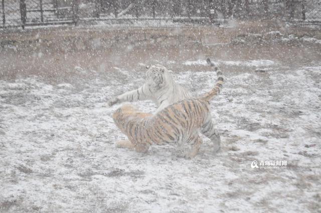 高清：黄岛降下大雪 东北虎雪地撒欢high翻天