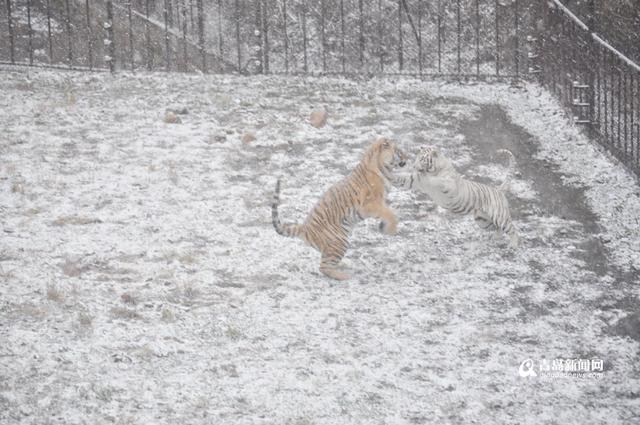 高清：黄岛降下大雪 东北虎雪地撒欢high翻天