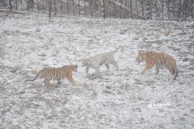 高清：黄岛降下大雪 东北虎雪地撒欢high翻天