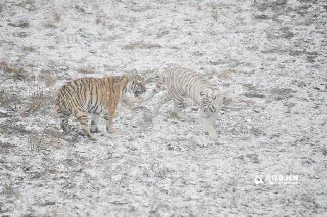 高清：黄岛降下大雪 东北虎雪地撒欢high翻天