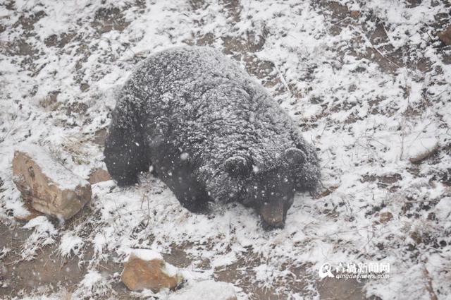 高清：黄岛降下大雪 东北虎雪地撒欢high翻天