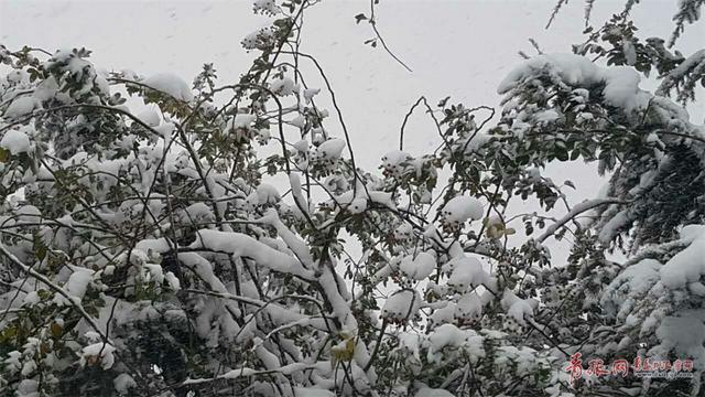 平度迎来降雪 苍茫大地银装素裹分外妖娆