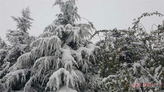 平度迎来降雪 苍茫大地银装素裹分外妖娆