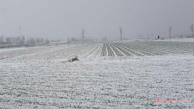平度迎来降雪 苍茫大地银装素裹分外妖娆