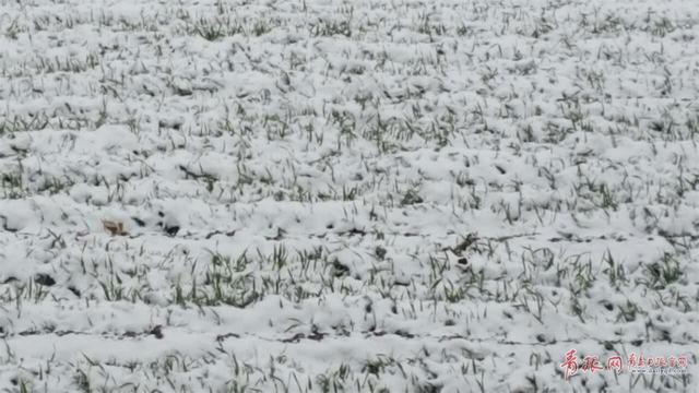 平度迎来降雪 苍茫大地银装素裹分外妖娆