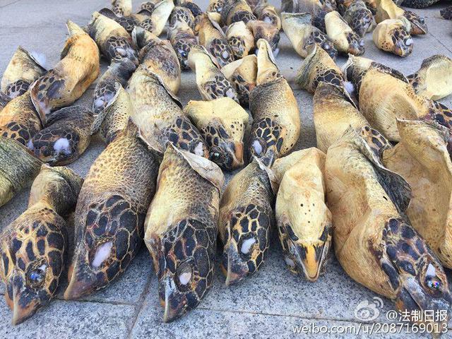 南宁海关查获特大走私动物案
