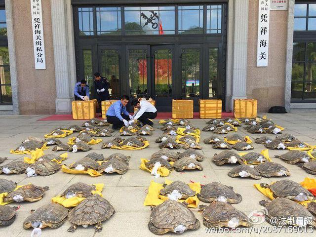 南宁海关查获特大走私动物案