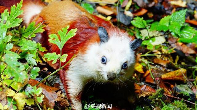     绝美地貌景色！陕西汉中发现世界级天坑群