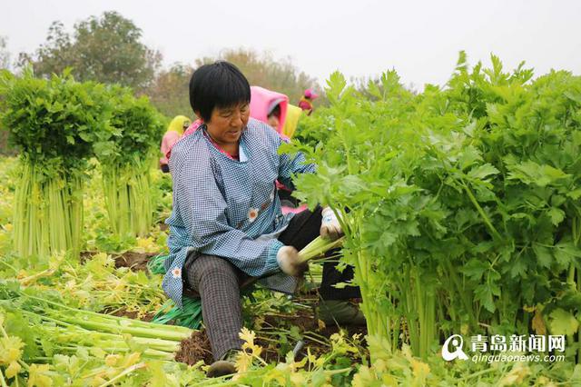 组图:马家沟航天芹菜春节上市 喝牛奶长大