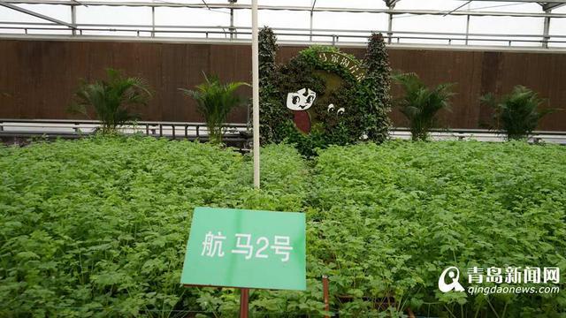 组图:马家沟航天芹菜春节上市 喝牛奶长大