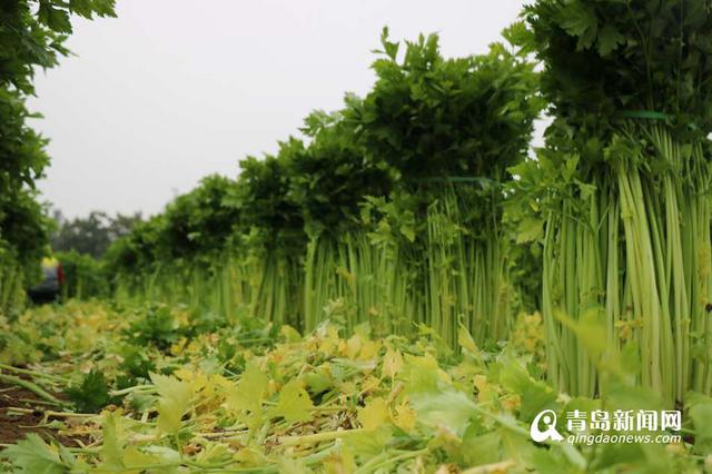 组图:马家沟航天芹菜春节上市 喝牛奶长大