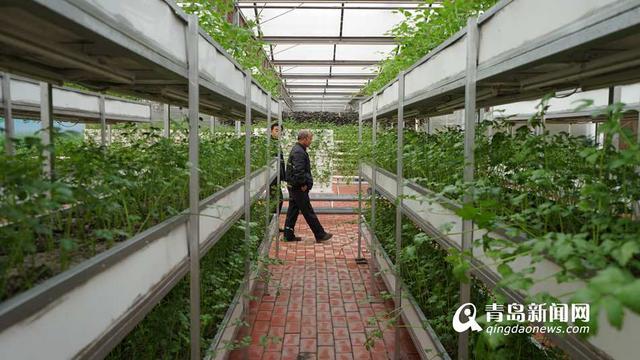 组图:马家沟航天芹菜春节上市 喝牛奶长大