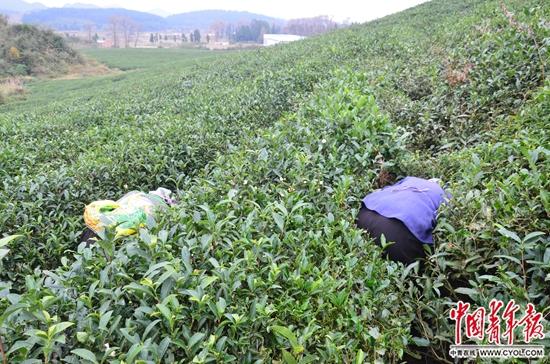 探访童工家庭：实在是没办法 要不就要饿肚子